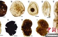 古代精美微体化石的发现：中外古生物学家在“枯燥的十亿年”中的共同探索之旅