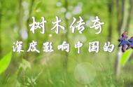 树木传奇：沉香——植物中的钻石，万香之王的故事