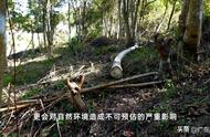 百年沉香遭遇劫难，警方如何揭露盗窃案？