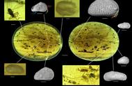 科学家在琥珀中发现巨型精子，揭示了亿万年的交配秘密