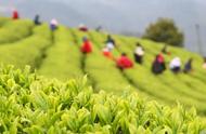 谷雨采茶故事：十首经典诗词背后的故事与情感