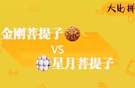 金刚与星月的角逐：谁是菩提一哥的最强者？