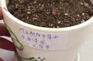 翡翠莲种植手册：从新手到专家的进阶之路