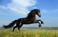 骏马的前世今生：从腾空飞行到回首嘶鸣的传奇