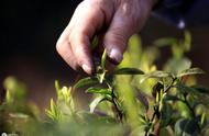 茶界宝藏揭秘：十种珍稀茶叶的分类与鉴赏