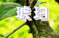 《虫宝的植物朋友》合集之二：琥珀#一分钟知识分享