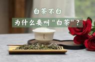 尽管白茶的颜色更绿，但我们为何还是称其为