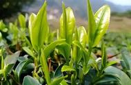 春茶、夏茶、秋茶：揭秘茶叶的季节之秘