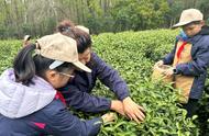 2023年钟山雨花茶头锅开采，4月15日前后可体验口粮茶