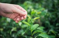 岳西翠兰与舒城小兰花的比较研究：对大别山小众茶的品牌建设有何启示？