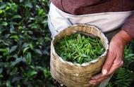 蒙顶茶：从种植到饮用的全方位知识