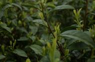 春、夏、秋茶的差异解析：一篇文章带你轻松掌握茶叶知识