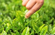 白露茶与寒露茶：秋季茶叶的两大代表，你更倾向于哪一种？