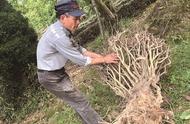 保护洞庭山碧螺春：千年名茶的原产地老茶树被砍挖