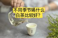 四季白茶：一份详细的饮用指南