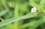 白露节气，秋茶的芳香有何特殊之处？