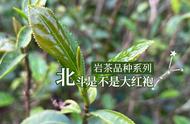 涨知识新视角：北斗与大红袍的关系，以及岩茶品种的真相