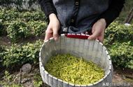 黄茶绿茶大揭秘：通俗易懂地带你了解它们的差异