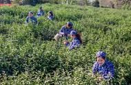 钟山雨花茶：头锅开采，品质提升，价格稳定不涨价