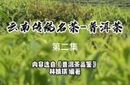 【普洱茶品鉴】云南传统名茶-普洱茶第二集：品味云南的茶文化