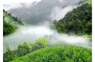 茶叶知识普及：特种绿茶——太平猴魁篇