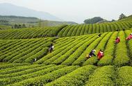 茶香飘溢的中国：径山茶的故事