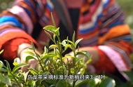 乌龙茶工艺揭秘：六大制作工序解析