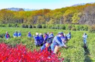 首批钟山雨花茶的首次开采：一次深入的探索