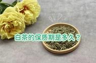 寿眉、白毫银针：白茶的长期收藏期限