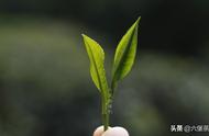 社前茶、明前茶、雨前茶：深入理解六堡茶的分类