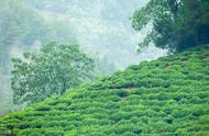 中国十大名茶：黄山毛峰的独特之处