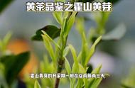 品鉴霍山黄芽：黄茶的艺术