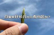 月光白与福鼎银针：理解这两种茶叶的差异