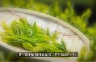 怎样才能选到适合自己的绿茶？#茶叶推荐