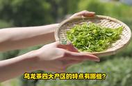 乌龙茶四大产区中，台湾高山茶有何独特之处？