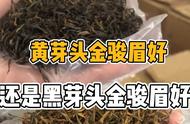 金骏眉的黄芽和黑芽：揭秘影响口感的4个关键因素