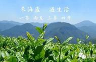 一茶二友三餐四季景，江西庐山海庐云雾茶的文化内涵