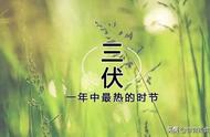 入伏季节，无论贫富，常喝这四种'伏补好茶'