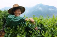 太平猴魁：一款名字充满故事的茶