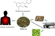 黄茶的健康之源：功能性成分和健康效果的最新研究（二）