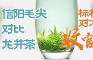 文新与贡牌：中级信阳毛尖与龙井茶的茶叶评测