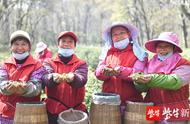 「影片」春分节气，南京钟山雨花茶开始忙碌的采摘工作