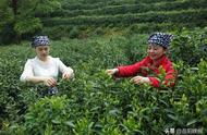 张志文：君山银针传人，茶经的研究者与传播者