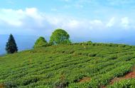 蒙顶山雷鸣茶：一种令人陶醉的茶饮