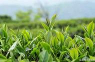 杨凌的黄茶风潮：一斤价格12000元，这里的人们都是种植爱好者