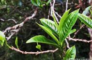 三分钟研究：普洱茶的历史变迁与茶马古道的建立