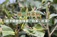 同一种茶树，如何巧妙地制作出绿茶、红茶、白茶和乌龙茶？