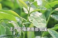 四大乌龙茶，你都喝过吗？#知茶懂茶