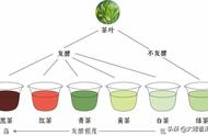 六大茶类发酵程度及特点深度剖析（大臻论茶318）