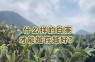 白茶收藏攻略：5年、10年、15年后，如何挑选出最具价值的白茶？